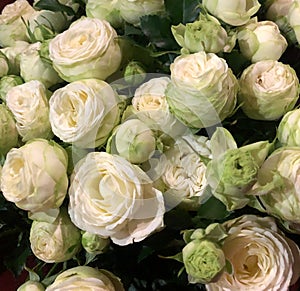 fun and Beautiful bouquet of white roses background