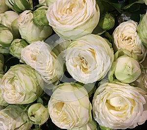 fun and Beautiful bouquet of white roses background