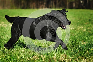 Fun black Labrador dog running fast on green grass