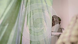 Fun clip of wet parakeet singing in the shower. Sound of running water