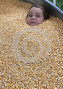 Fun In The Corn photo