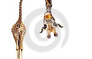 Fun cute upside down portrait of giraffe on white