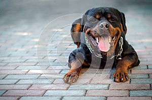 Fun dog breed Rottweiler lies