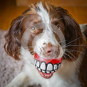 Fun dog dental care photo