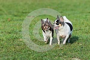Fun dog,Happy dogs having fun in a field, running on the field.Chihuahua.