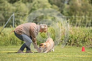 Fun and enjoy sport training with a attentive Continental bulldogg. Owner and dog in the park while working