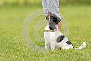 Fun and enjoy training with a little Jack Russell Terrier. Owner and dog in the park while working