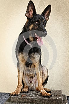 Fun german shepherd dog puppy