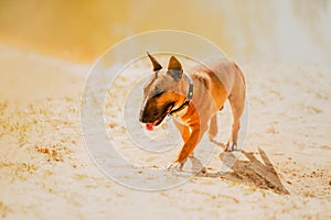 A fun ginger bull terrier runs along a sandy beach near the lake on a sunny, warm summer day. Outdoor recreation with your