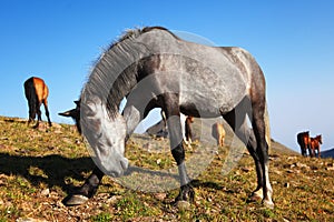 Fun gray horse