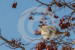 A fun gray and orange Bohemian waxwing Bombycilla garrulus eats a red small apple on a branch of wild apple tree in the