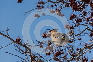 A fun gray and orange Bohemian waxwing Bombycilla garrulus eats a red small apple on a branch of wild apple tree in the