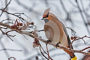 A fun gray and orange Bohemian waxwing Bombycilla garrulus eats a red small apple on a branch of wild apple tree in the