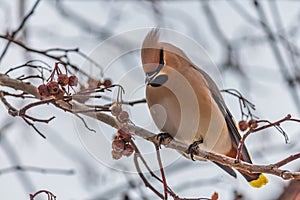 A fun gray and orange Bohemian waxwing Bombycilla garrulus eats a red small apple on a branch of wild apple tree in the