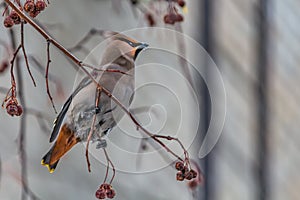 A fun gray and orange Bohemian waxwing Bombycilla garrulus eats a red small apple on a branch of wild apple tree in the