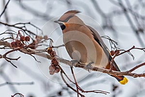 A fun gray and orange Bohemian waxwing Bombycilla garrulus eats a red small apple on a branch of wild apple tree in the