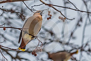 A fun gray and orange Bohemian waxwing Bombycilla garrulus eats a red small apple on a branch of wild apple tree in the