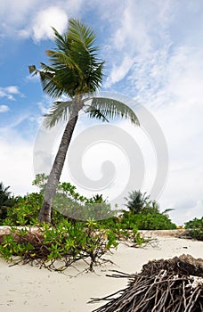 FUN ISLAND, MALDIVES: Exotic Palm Tree on White Sand Beach