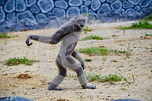 Fun monkey walking on the ground at the zoo