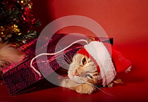 Fun orange maine coon cat in christmas santa claus cap resting and lying in gift bag near the decor ball on red background.