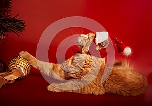 Fun orange maine coon cat in christmas santa claus cap resting and lying with paw on decor ball with ribbon bow on red background