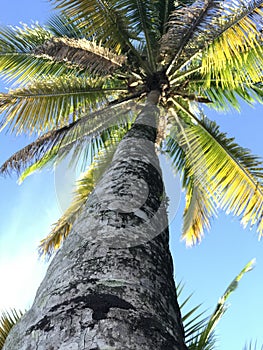 A fun palm from the Caribbean