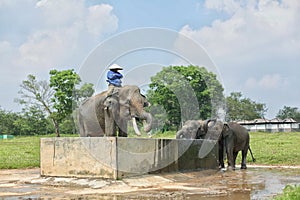 Fun playing water with elephant mahout