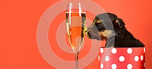 Fun puppy lick glass of champagne. Funny pyppy dog with champagne. Puppy and gift boxes on new year background