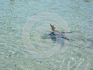 Fun in the Sea, wildlife, marine life, California sea lion