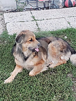 Fun in the sun puppy style in rosser