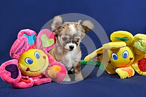 Fun with Sunflowers - Chihuahua Puppy