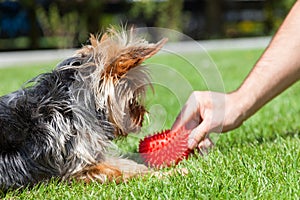 Fun Yorkshire terrier with a man