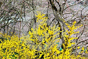 Funaoka Castle Ruin Park,Shibata,Miyagi,Tohoku,Japan on April 12,2017:Yellow Forsythia along the walkway