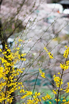 Funaoka Castle Ruin Park,Shibata,Miyagi,Tohoku,Japan on April 12,2017:Yellow Forsythia along the walkway