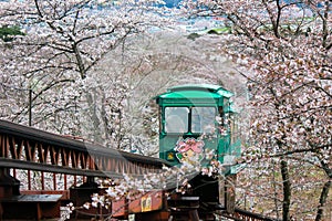 Cherry Blossom Festival at Funaoka Castle Ruin Park,Shibata,Miyagi,Tohoku,Japan on April12,2017:Slope car passing sakura tunnel