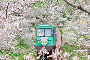 Cherry Blossom Festival at Funaoka Castle Ruin Park,Shibata,Miyagi,Tohoku,Japan on April12,2017:Slope car passing sakura tunnel