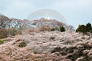 Funaoka Peace Kannon and cherry trees on the mountaintop of Funaoka Castle Ruin Park,Shibata,Miyagi,Tohoku,Japan.