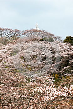 Funaoka Peace Kannon and cherry trees on the mountaintop of Funaoka Castle Ruin Park,Shibata,Miyagi,Tohoku,Japan.