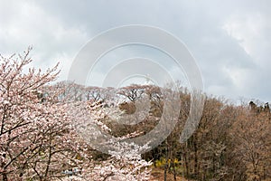 Funaoka Peace Kannon and cherry trees on the mountaintop of Funaoka Castle Ruin Park,Shibata,Miyagi,Tohoku,Japan.