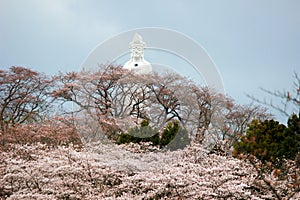 Funaoka Peace Kannon and cherry trees on the mountaintop of Funaoka Castle Ruin Park,Shibata,Miyagi,Tohoku,Japan.