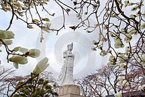 Funaoka Peace Kannon,white magnolia flowers,and cherry trees on the mountaintop of Funaoka Castle Ruin Park,Shibata,Tohoku,Japan.