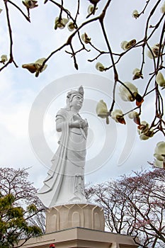Funaoka Peace Kannon,white magnolia flowers,and cherry trees on the mountaintop of Funaoka Castle Ruin Park,Shibata,Tohoku,Japan.