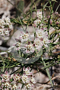 Funastrum Cynanchoides Bloom - Coachella Valley Desert - 040522