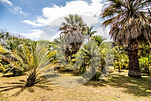 Funchal, Madeira - July, 2018. Decorative green park - Botanical garden Funchal, Madeira