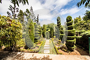 Funchal, Madeira - July, 2018. Decorative green park - Botanical garden Funchal, Madeira