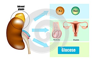 Function of Adrenal Glands in Hormone Secretion. Anatomy and Physiology of the Adrenal Gland.