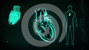 Function of Chambers in Human Heart