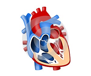 Function and definition human heart tridimensional