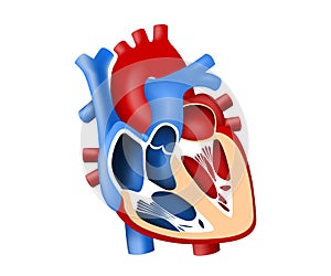 Function and definition human heart tridimensional photo
