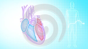 Function of four Chambers of Human Heart photo